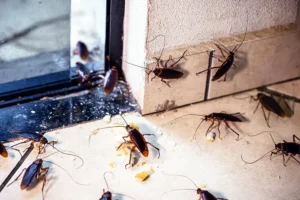 cockroach fumigation services