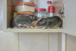 rat control services