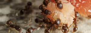 ant control services