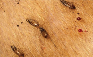 fleas control services