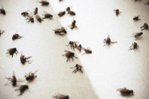 flies control services