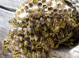 wasps control services